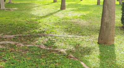 MANUTENZIONE DEL VERDE PUBBLICO CITTA' DI LECCE DAL 09 AL 14 FEBBRAIO 2026