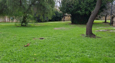 MANUTENZIONE DEL VERDE PUBBLICO CITTA' DI LECCE DAL 29 DICEMBRE 2025 AL 03 GE...